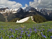 91 Distese di azzurre Scilla bifolia nel verde dei prati con vista verso il Monte Cavallo e amici